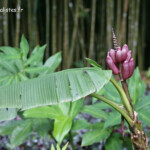 Jardins de Balata (Martinique)