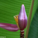 Jardins de Balata (Martinique)