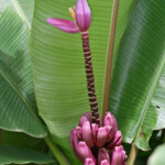 Jardins de Balata (Martinique)