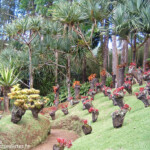 Jardins de Balata (Martinique)