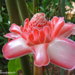 Rose de porcelaine, Jardins de Balata (Martinique)