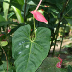 Jardins de Balata (Martinique)