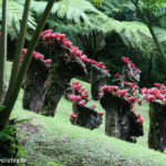 Jardins de Balata (Martinique)