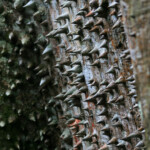 Arbre du diable, Jardins de Balata (Martinique)