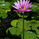 Jardins de Balata (Martinique)