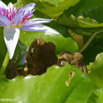 Jardins de Balata (Martinique)