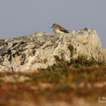 Bécasseau de Temminck, Langfjorddalen, Norvège
