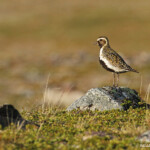 Pluvier doré, Langfjorddalen, Norvège