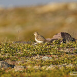 Bécasseau de Temminck, Langfjorddalen, Norvège