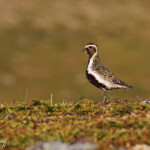Pluvier doré, Langfjorddalen, Norvège