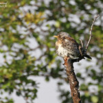 Grive litorne, Langfjorddalen, Norvège