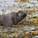 Loutre d'Europe (Norvège, juillet 2015)