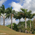 Martinique