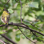 Tarin des aulnes, Neljan Tuulen Tupa, Laponie finlandaise, juillet 2015