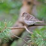Sizerin flammé, Neljan Tuulen Tupa, Laponie finlandaise, juillet 2015