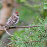 Sizerin flammé, Neljan Tuulen Tupa, Laponie finlandaise, juillet 2015