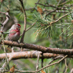 Sizerin flammé, Neljan Tuulen Tupa, Laponie finlandaise, juillet 2015
