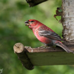 Durbec des sapins, Neljan Tuulen Tupa, Laponie finlandaise, juillet 2015