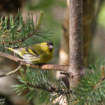 Tarin des aulnes, Neljan Tuulen Tupa, Laponie finlandaise, juillet 2015