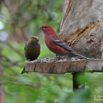 Couple de Durbec des sapins, Neijan Tuulen Tupa, juillet 2015