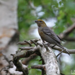 Durbec des sapins, Neijan Tuulen Tupa, juillet 2015