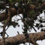 Mésange lapone, Neijan Tuulen Tupa, juillet 2015