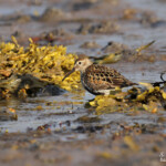 Bécasseau variable, Nesseby (Varanger Norvège)