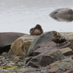 Eider de Steller, Nesseby (Varanger Norvège)