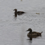 Eider de Steller, Nesseby (Varanger Norvège)