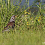 Grive litorne (Vallée de Pasvik)