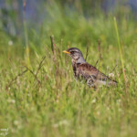 Grive litorne (Vallée de Pasvik)