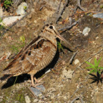 Bécasse des bois (Vallée de Pasvik)