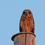 Hibou des marais (Vallée de Pasvik)
