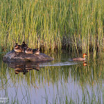 Harle piette (Vallée de Pasvik)