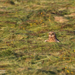 Hibou des marais (Vallée de Pasvik)