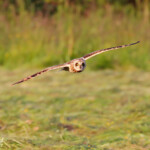 Hibou des marais (Vallée de Pasvik)