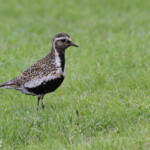 Pluvier doré (Vallée de Pasvik)