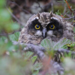 Jeune Hibou des marais (Vallée de Pasvik)