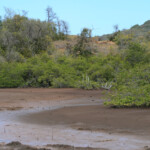 Presqu'île de la Caravelle (Martinique)