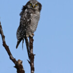 Chouette épervière, Rivière Tana