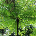 Trace des Jésuites (Martinique)