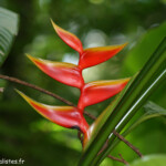 Trace des Jésuites (Martinique)