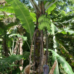 Trace du Nord (Martinique)