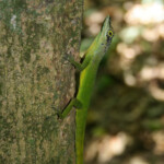 Anoli, Trace du Nord (Martinique)