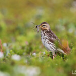 Pipit à gorge rousse (Norvège, Vadso)