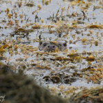 Loutre d'Europe, Vestre Jakobselv