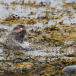 Loutre d'Europe, Vestre Jakobselv