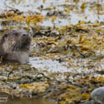 Loutre d'Europe, Vestre Jakobselv