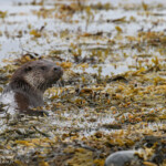 Loutre d'Europe, Vestre Jakobselv