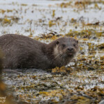 Loutre d'Europe, Vestre Jakobselv